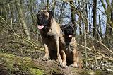 BULLMASTIFF 389